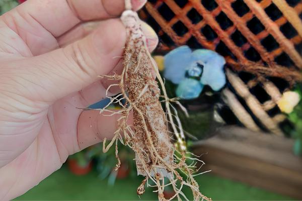 桂花树的移栽时间，在春秋季节移栽可提高成活率