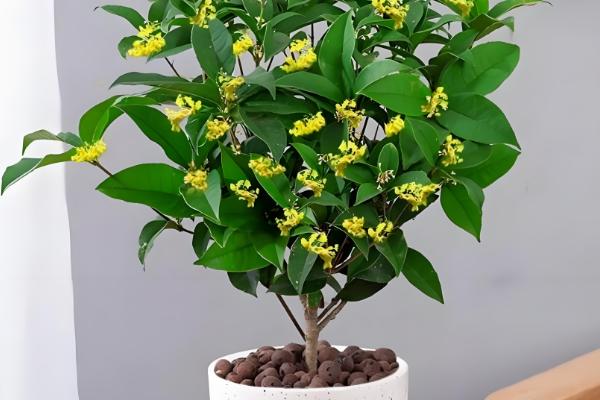 桂花树的移栽时间，在春秋季节移栽可提高成活率