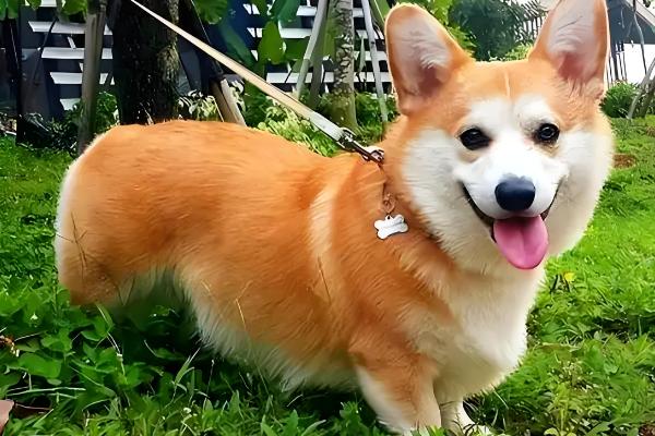 狗狗尿里带血怎么治疗，找到原因后对症治疗