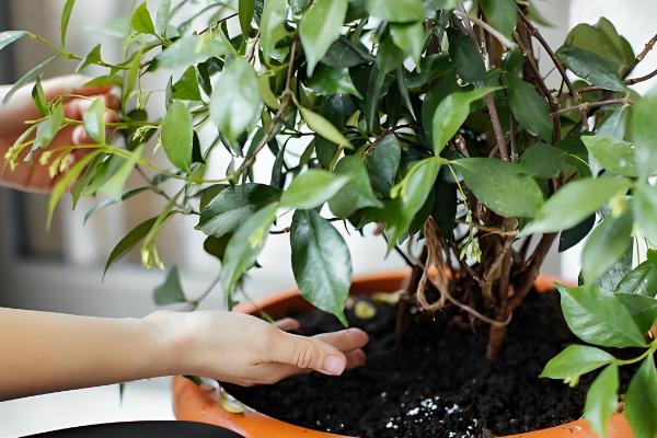 桂花树的移栽时间，在春秋季节移栽可提高成活率