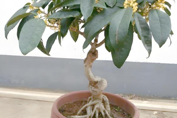 桂花树的移栽时间，在春秋季节移栽可提高成活率