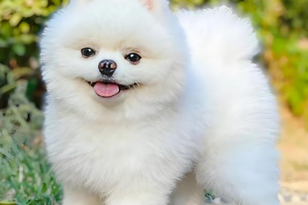 狗狗尿里带血怎么治疗，找到原因后对症治疗