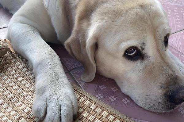 狗狗尿里带血怎么治疗，找到原因后对症治疗