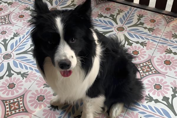 狗狗尿里带血怎么治疗，找到原因后对症治疗