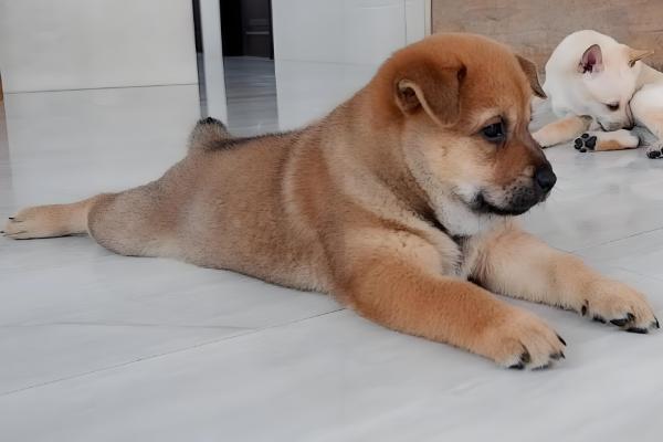 狗狗尿里带血怎么治疗，找到原因后对症治疗