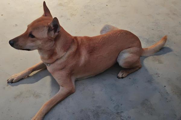 狗狗尿里带血怎么治疗，找到原因后对症治疗