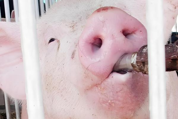 小猪拉黄白痢用什么药，用土霉素灌服