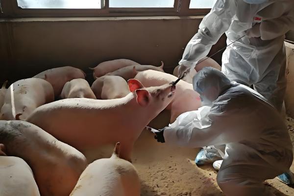 小猪拉黄白痢用什么药，用土霉素灌服