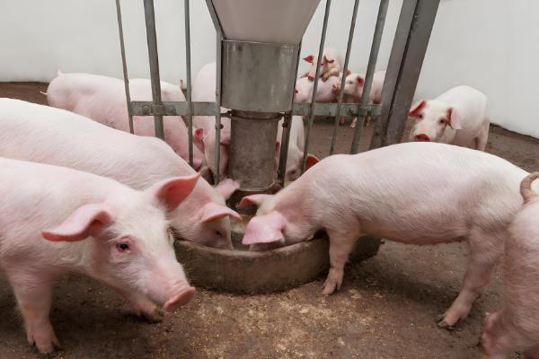 小猪拉黄白痢用什么药，用土霉素灌服