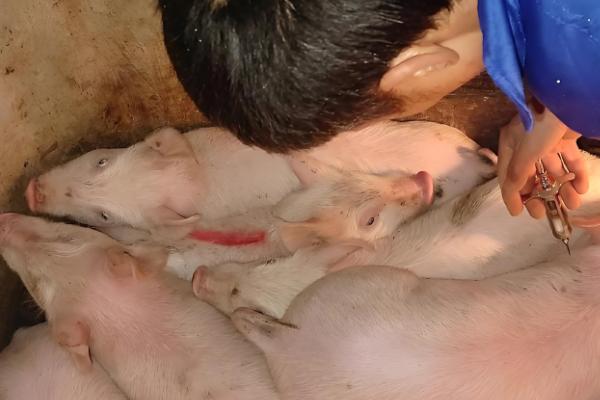 小猪拉黄白痢用什么药，用土霉素灌服