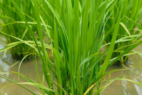 水稻茎叶除草会影响分蘖吗,剂用量过大会影响