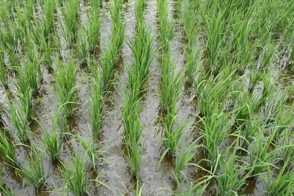 水稻茎叶除草会影响分蘖吗,剂用量过大会影响