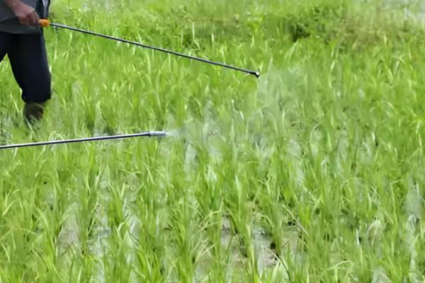 水稻茎叶除草会影响分蘖吗,剂用量过大会影响