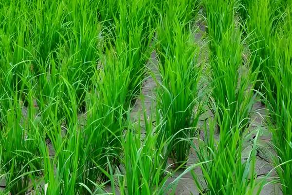 水稻茎叶除草会影响分蘖吗,剂用量过大会影响