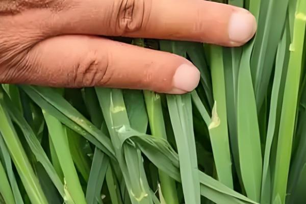 水稻茎叶除草会影响分蘖吗,剂用量过大会影响