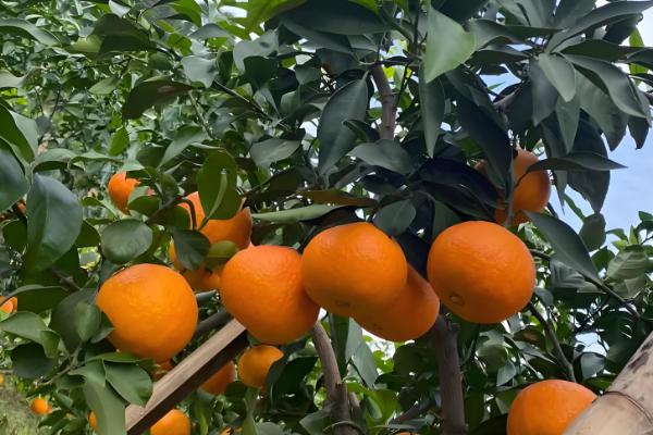 哪些柑橘比较甜,沃柑、爱媛38等品种甜度较高