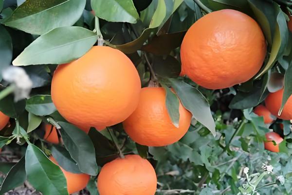 哪些柑橘比较甜,沃柑、爱媛38等品种甜度较高