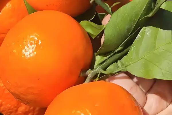 哪些柑橘比较甜,沃柑、爱媛38等品种甜度较高