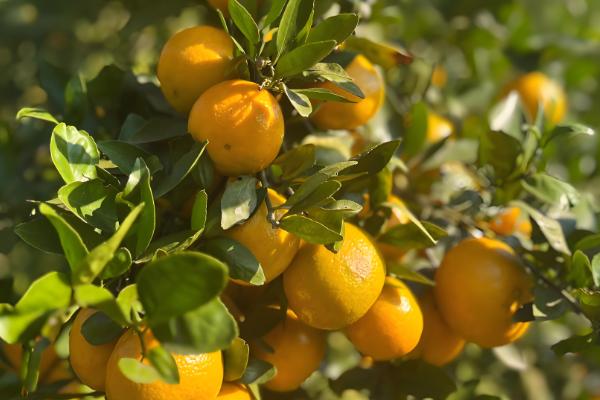 哪些柑橘比较甜,沃柑、爱媛38等品种甜度较高