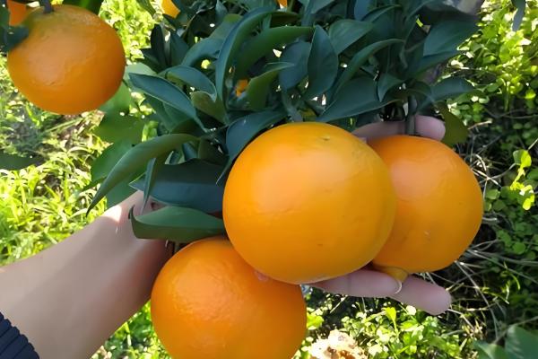 哪些柑橘比较甜,沃柑、爱媛38等品种甜度较高