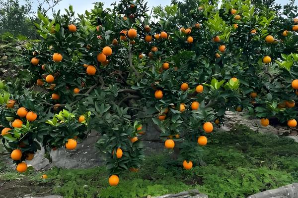 哪些柑橘比较甜,沃柑、爱媛38等品种甜度较高