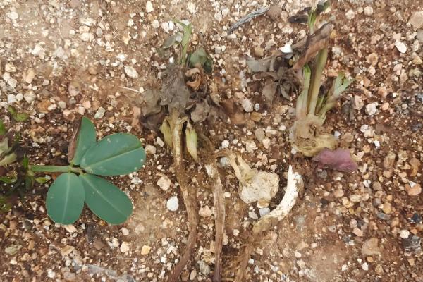 花生烂种的原因是什么，可能是品种质量不佳所致