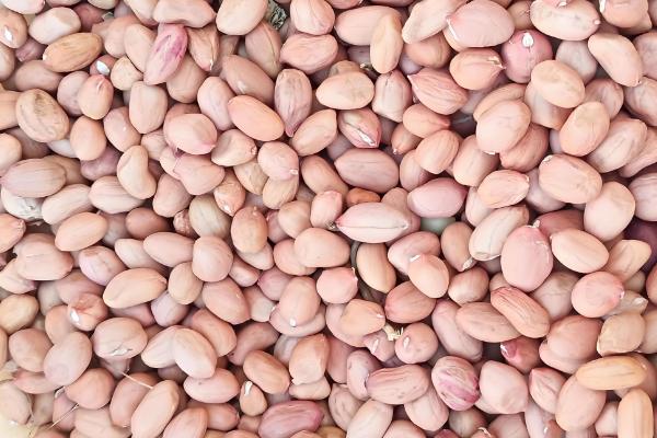 花生烂种的原因是什么，可能是品种质量不佳所致