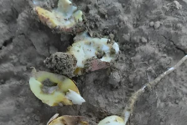 花生烂种的原因是什么，可能是品种质量不佳所致