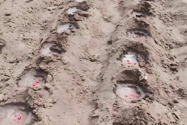 花生烂种的原因是什么，可能是品种质量不佳所致