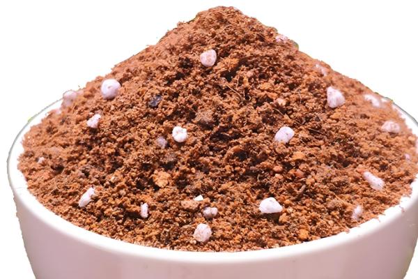 怎么养殖姜荷花,每天至少提供6小时的光照