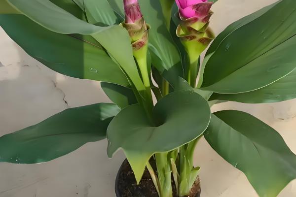 怎么养殖姜荷花,每天至少提供6小时的光照