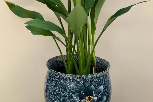 怎么养殖姜荷花,每天至少提供6小时的光照