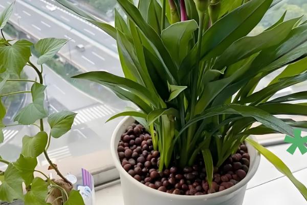 怎么养殖姜荷花,每天至少提供6小时的光照