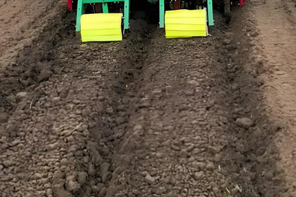 花生烂种的原因是什么，可能是品种质量不佳所致