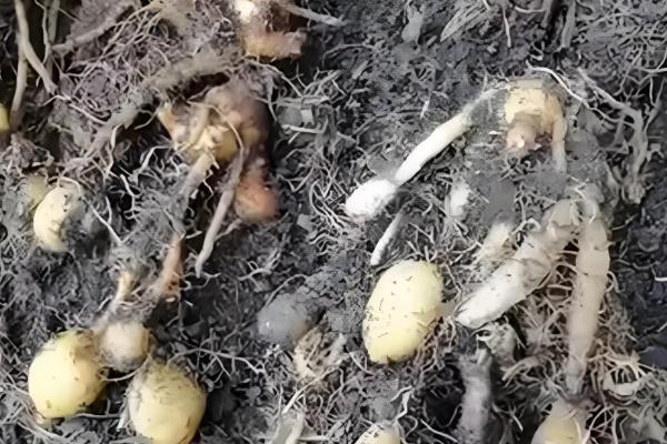 怎么养殖姜荷花,每天至少提供6小时的光照