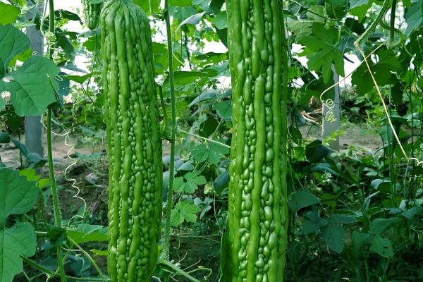 苦瓜的收获时间，开花后经过15天左右即可采收