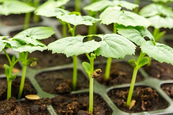 苦瓜的收获时间，开花后经过15天左右即可采收