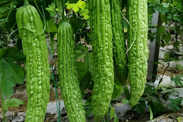 苦瓜的收获时间，开花后经过15天左右即可采收
