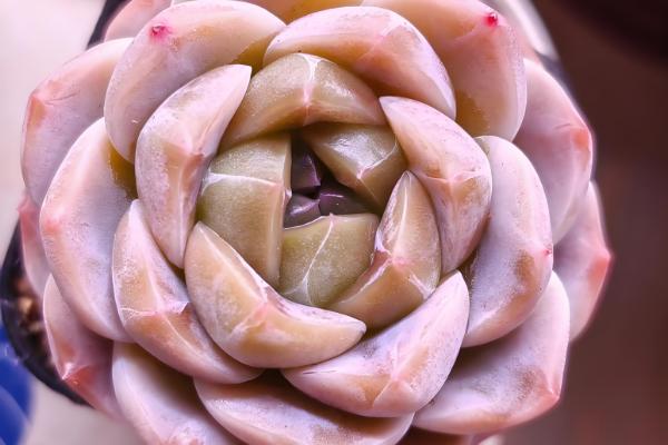 多肉的叶子掉了的原因,可能是浇水过量所致