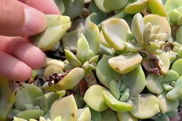 多肉的叶子掉了的原因,可能是浇水过量所致