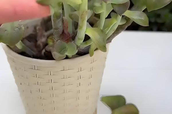 多肉的叶子掉了的原因,可能是浇水过量所致