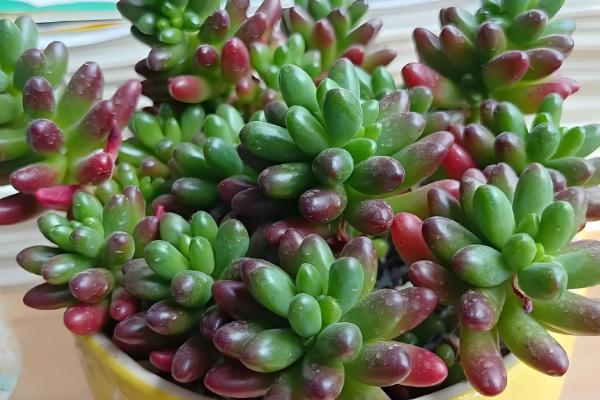 多肉的叶子掉了的原因,可能是浇水过量所致