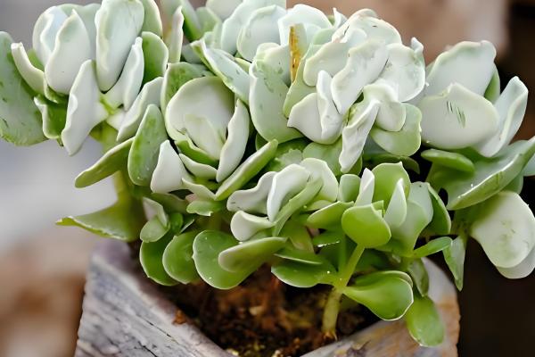 多肉的叶子掉了的原因,可能是浇水过量所致