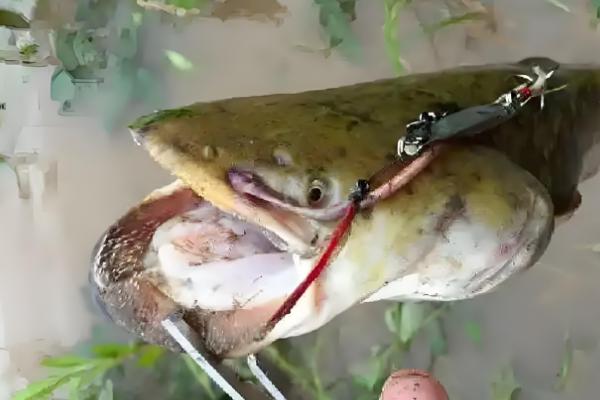 初冬能不能钓鲶鱼，适合在中午前后垂钓