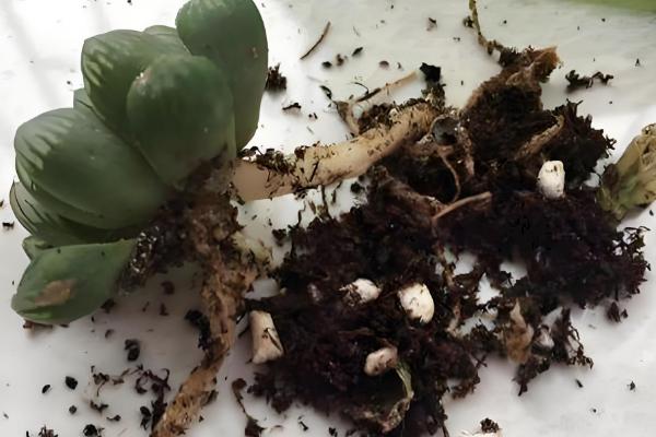 玉露烂根怎么办，脱盆后剪除烂根并用多灵菌消毒