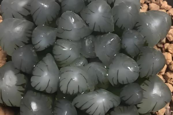 玉露烂根怎么办，脱盆后剪除烂根并用多灵菌消毒