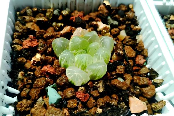 玉露烂根怎么办，脱盆后剪除烂根并用多灵菌消毒