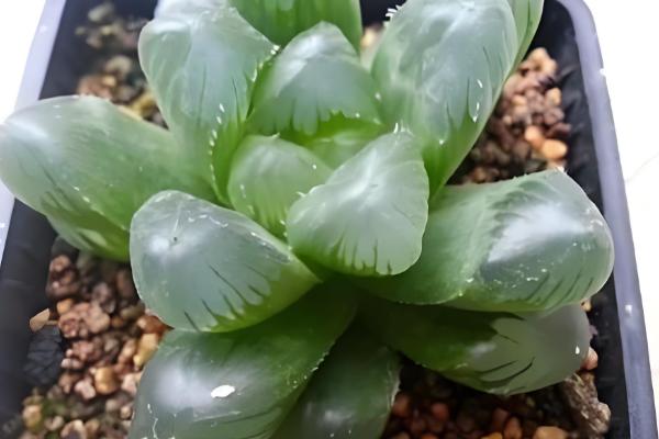 玉露烂根怎么办，脱盆后剪除烂根并用多灵菌消毒