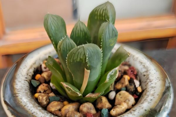 玉露烂根怎么办，脱盆后剪除烂根并用多灵菌消毒