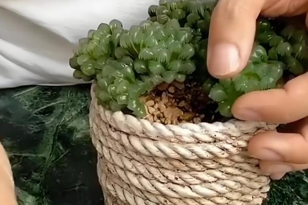 玉露烂根怎么办，脱盆后剪除烂根并用多灵菌消毒